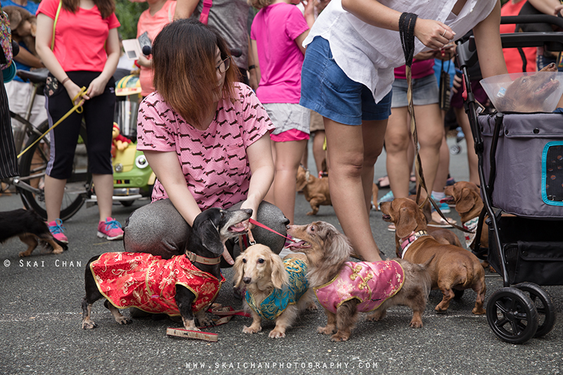 Pet dog photoshoot with Singapore Dachies at Singapore Botanic Gardens