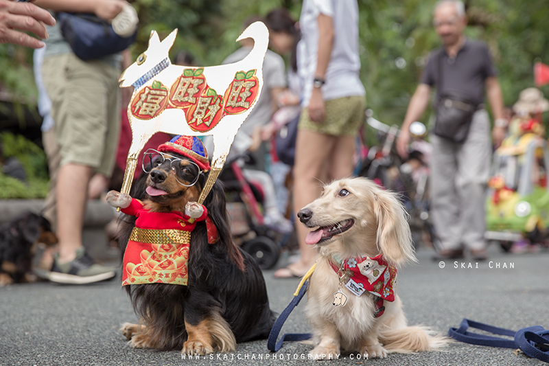 Pet dog photoshoot with Singapore Dachies at Singapore Botanic Gardens