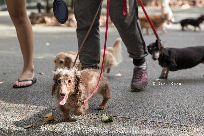 Pet dog photoshoot with Singapore Dachies at Singapore Botanic Gardens