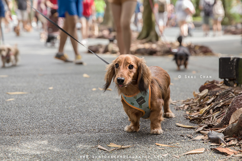 Pet dog photoshoot with Singapore Dachies at Singapore Botanic Gardens