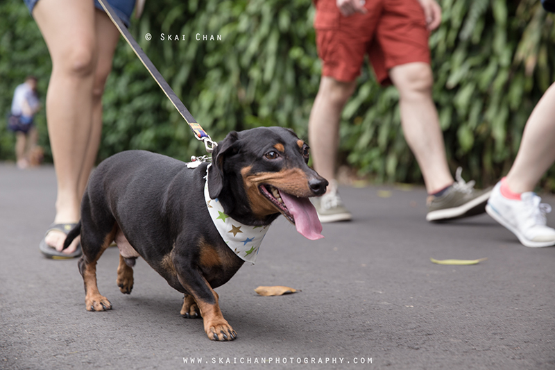 Pet dog photoshoot with Singapore Dachies at Singapore Botanic Gardens