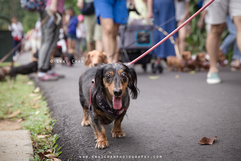 Pet dog photoshoot with Singapore Dachies at Singapore Botanic Gardens