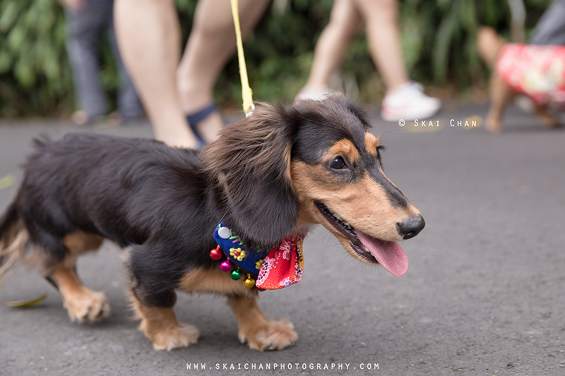 Pet dog photoshoot with Singapore Dachies at Singapore Botanic Gardens