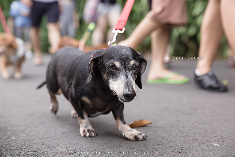 Pet dog photoshoot with Singapore Dachies at Singapore Botanic Gardens