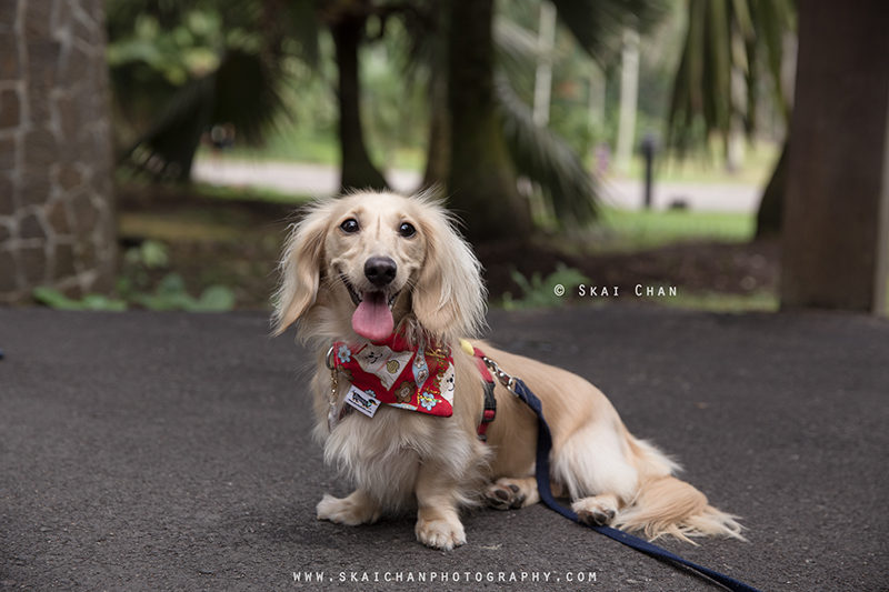 Pet dog photoshoot with Singapore Dachies at Singapore Botanic Gardens