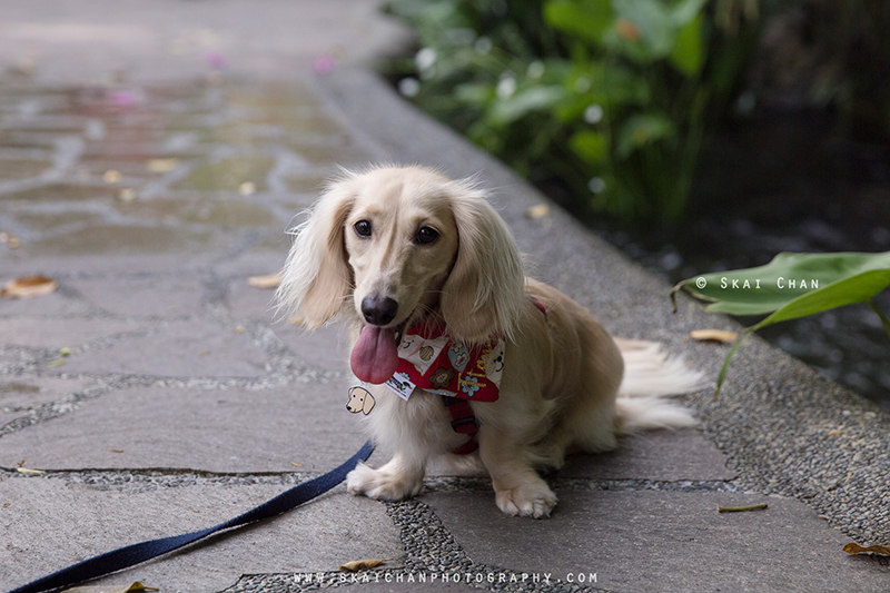 Pet dog photoshoot with Singapore Dachies at Singapore Botanic Gardens