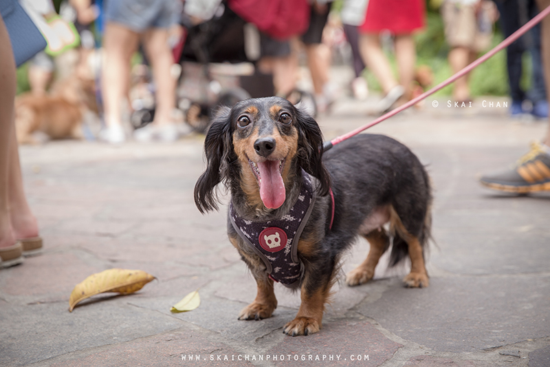 Pet dog photoshoot with Singapore Dachies at Singapore Botanic Gardens