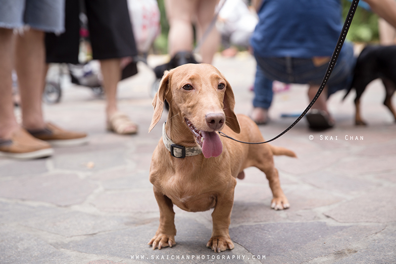 Pet dog photoshoot with Singapore Dachies at Singapore Botanic Gardens