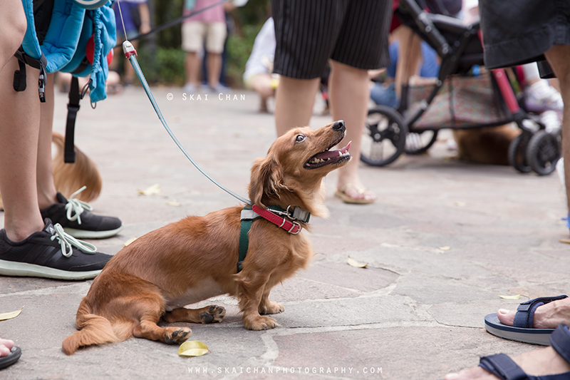 Pet dog photoshoot with Singapore Dachies at Singapore Botanic Gardens