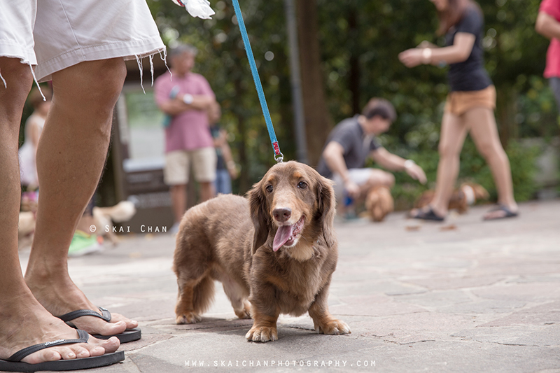 Pet dog photoshoot with Singapore Dachies at Singapore Botanic Gardens