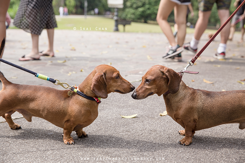 Pet dog photoshoot with Singapore Dachies at Singapore Botanic Gardens