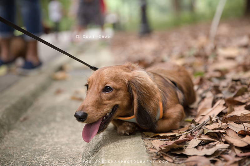 Pet dog photoshoot with Singapore Dachies at Singapore Botanic Gardens