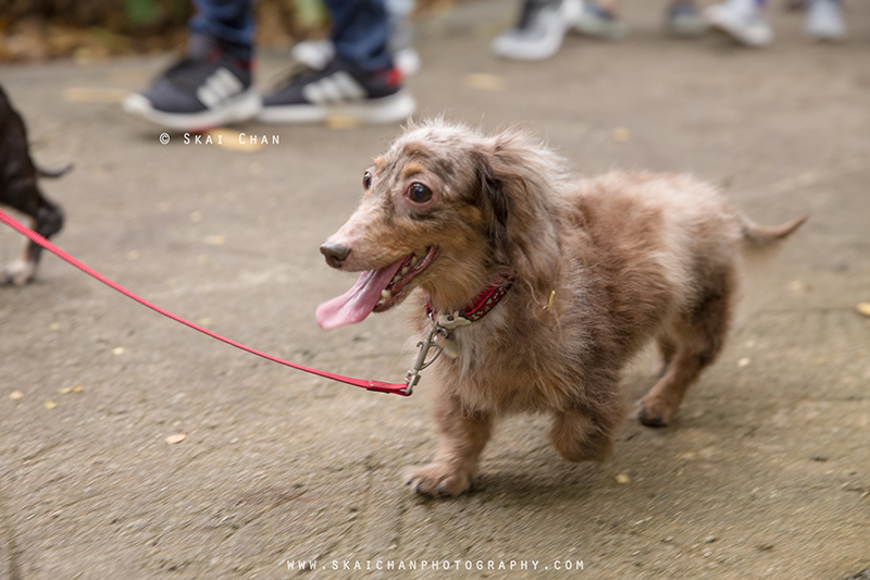 Pet dog photoshoot with Singapore Dachies at Singapore Botanic Gardens