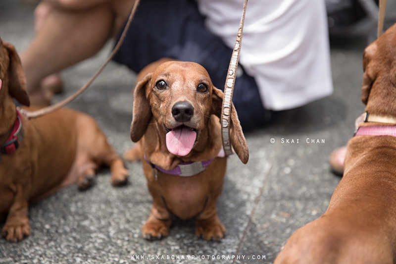 Pet dog photoshoot with Singapore Dachies at Singapore Botanic Gardens