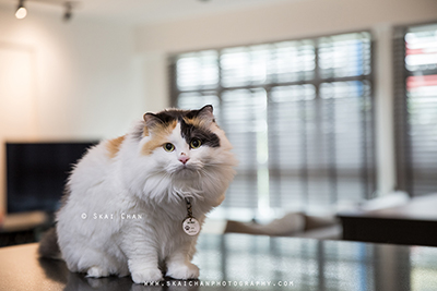 Casual Indoor Pet Cat Photoshoot - Ah Girl @ Home