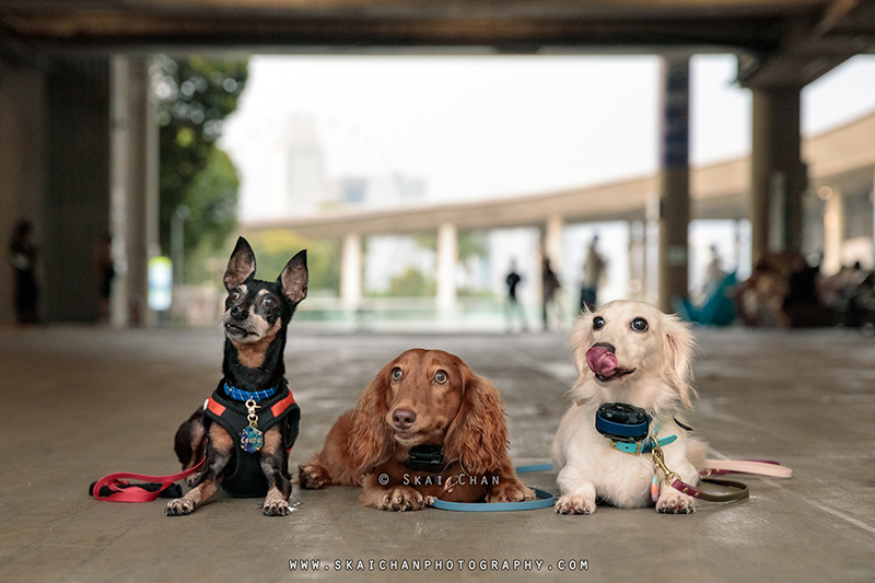 outdoor dog photoshoot on a raining day