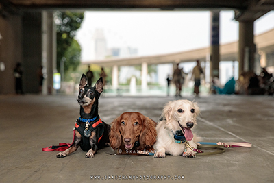 Dog's Photoshoot - Prakash's Doggies @ Marina Barrage